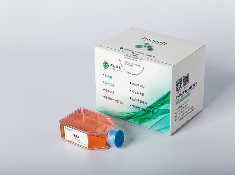 Hela（人宫颈癌细胞）(通过STR鉴定)